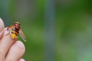 Schwebfliege landet auf einem Fuß