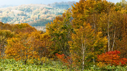 紅葉の高原　北海道