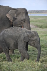 Naklejka na ściany i meble Mother and son Elephants at Habarana