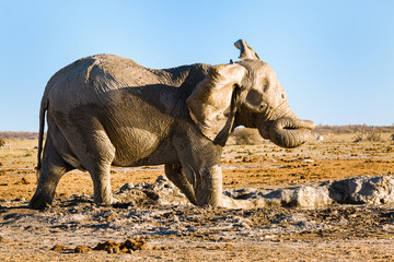 Fototapeta premium Elefant