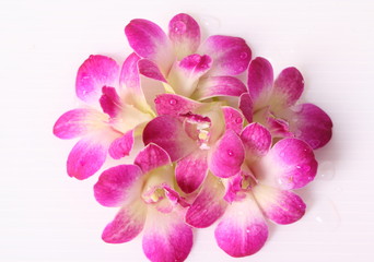 Pink orchids isolated on white background