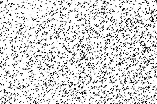 Beautiful background of thousands birds. Beautiful large flock of starlings. A flock of starlings birds fly in the Netherlands. Black and white picture.