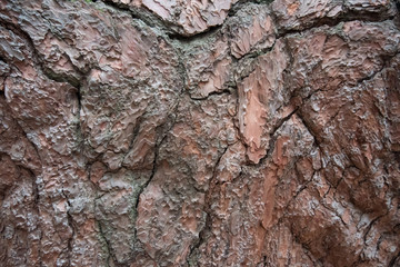 Tree bark close-up. The structure of the crust. The background is brown.
