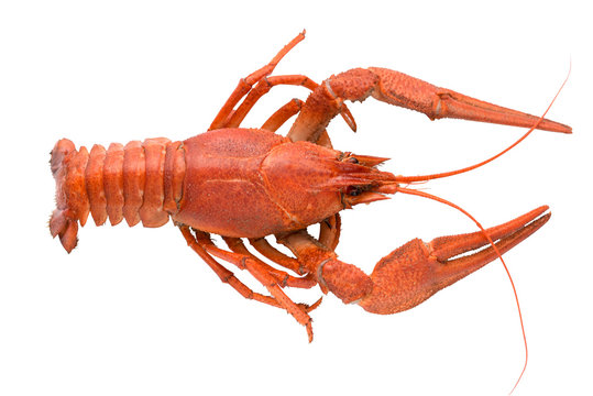 red crayfish on a white clean background