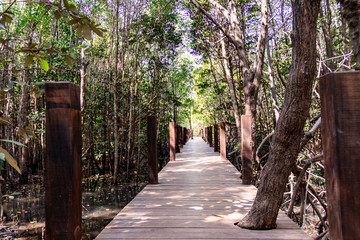 The background image of a wooden bridge in a beautiful mangrove forest