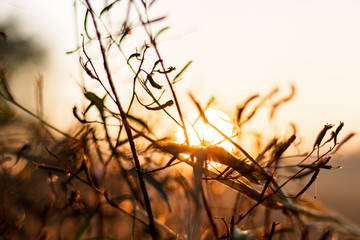 The background image of a grass flower with sunset light