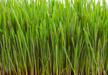 fresh wheatgrass sprouted wheat