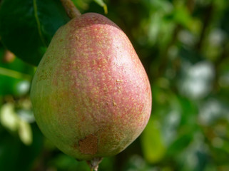 pear on a tree in summer in the garden, Russia