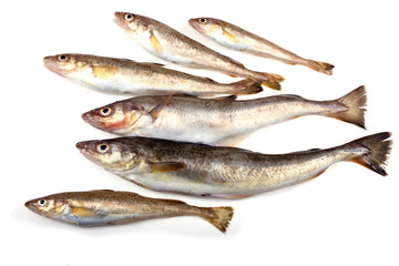 Saffron cods isolated on net