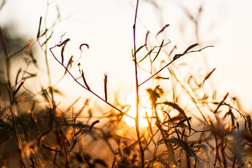 The background image of a grass flower with sunset light