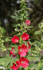 Flowers Holly Hock (Hollyhock) red closeup