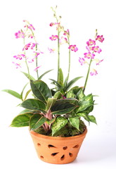 Pink orchids in pot plant on white background