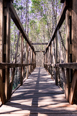 The background image of a wooden bridge in a beautiful mangrove forest