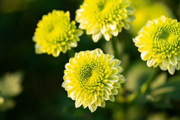 Green Chrysanthemums, sometimes called mums or chrysanths. Green flowers concept.