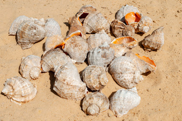 A pile of seashells on yellow sand