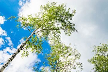 View from below on the crowns of birch trees with young greenery against the blue sky and fluffy...
