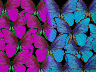 Fototapeta na wymiar Bright natural tropical background. Morpho butterflies texture background. Blue and purple butterflies pattern.