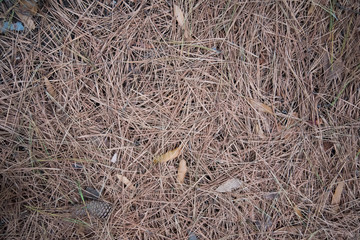 Fallen pine needles and leaves form a carpet in the autumn forest. Still life in calm autumn colors.