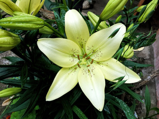 Obraz premium Beautiful bright lily on a sunny summer day