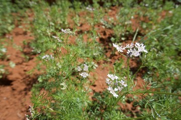 White flower with bee 