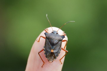 Wanze auf Finger (1)