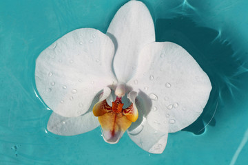 Nachtfalterorchidee
