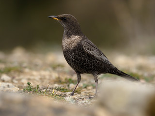 Ring ouzel, Turdus torquatus
