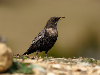 Ring ouzel, Turdus torquatus