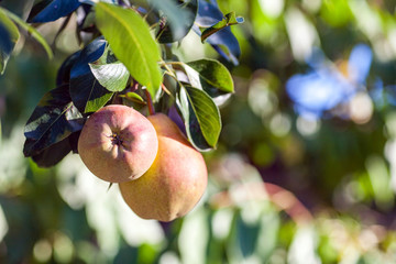 Ripe juicy pears on a tree in the garden