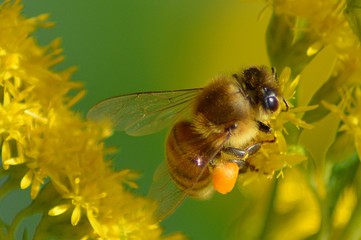 Biene sammelt Pollen (2)