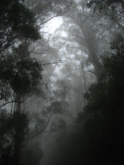 Misty Rainforest - Australia