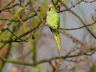 Ring-necked parakeet, Psittacula krameri