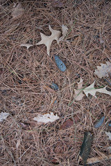 Fallen pine needles and leaves form a carpet in the autumn forest. Still life in calm autumn colors.