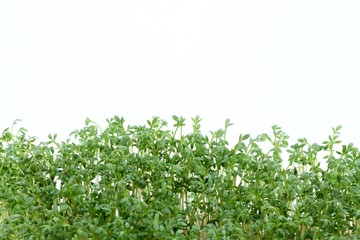 Garden cress on white background.  Young cress, Lepidum sativum, also called mustard and cress, garden pepper cress,  pepperwort or pepper grass.