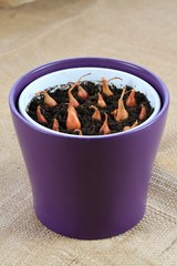 Germinated onion bulbs planted in flower pot. Close up of small bulbs of onion in soil