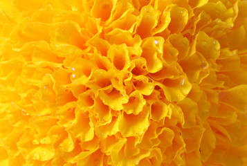 Yellow Concentric Flower Center Macro Closeup. 