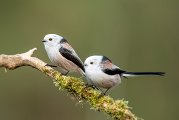 Long tailed tit (Aegithalos caudatus)