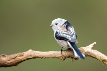 Obraz premium Long tailed tit (Aegithalos caudatus)