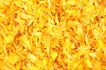 Close up Marigold petals background