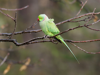 Ring-necked parakeet, Psittacula krameri