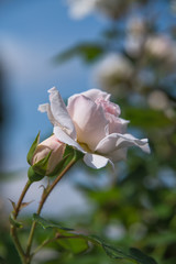 Fototapeta na wymiar Rosa Florence Nightingale at Imperial Palace East Garden, Tokyo, Japan