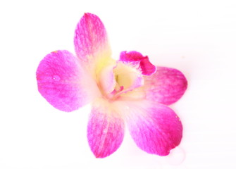Obraz na płótnie Canvas Pink orchid isolated on white background