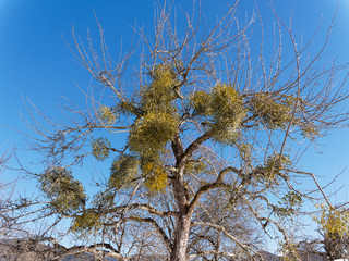 (Viscum album) European mistletoe or common mistletoe growwing with abondance on high stems on the crown of a large tree in winter 