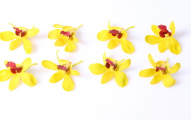Beautiful  yellow orchid closeup isolated on white background