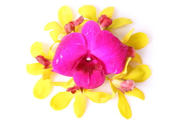 Fototapeta na wymiar Beautiful pink and yellow orchid closeup isolated on white background
