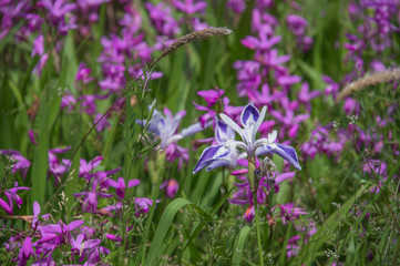 Japanese iris and Hyacinth orchid at Imperial Palace East Garden, Tokyo, Japan
