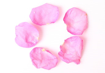 Pink rose petals on white background