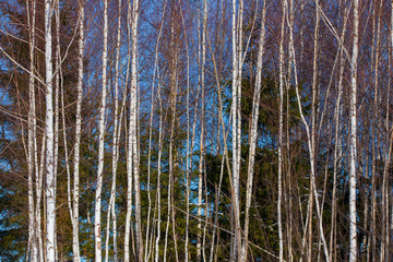 birch tree forest in the winter