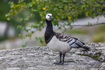 Black and white sea bird looking to the right