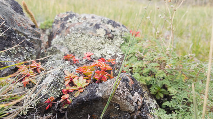 Beautiful little red moss in the steppe on the rocks. Summer in the Altai